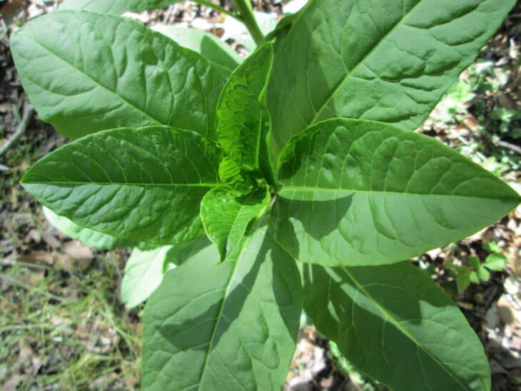 American Pokeweed - Phytolacca americana