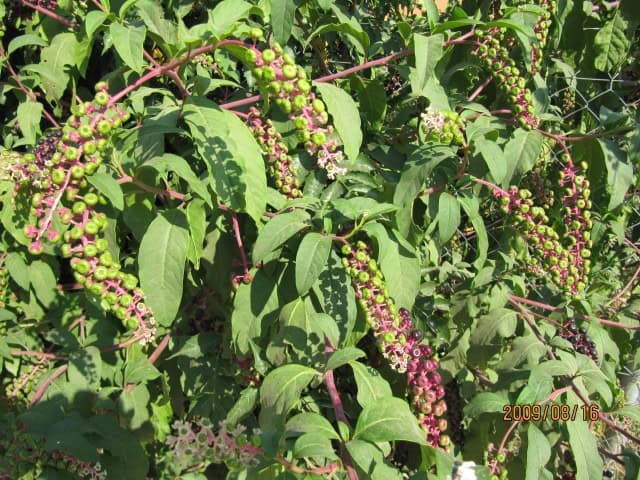 American Pokeweed - Phytolacca americana