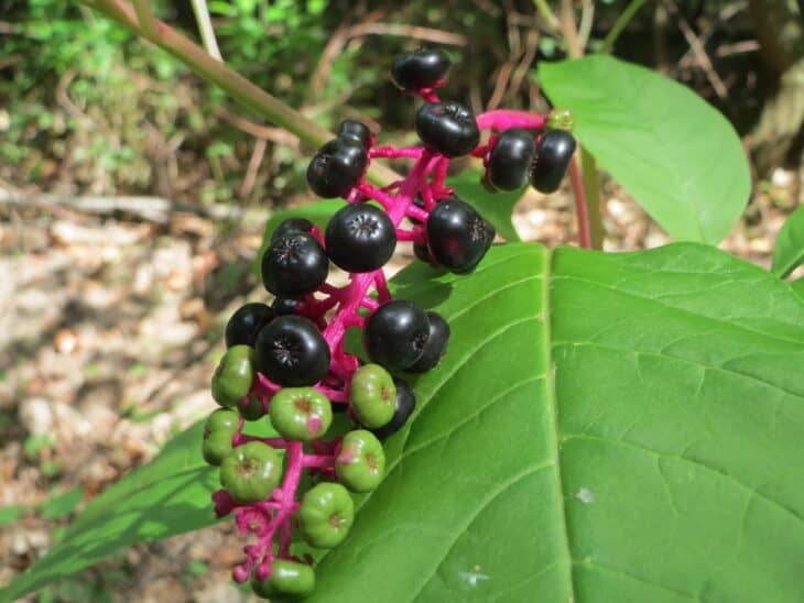 American Pokeweed - Phytolacca americana