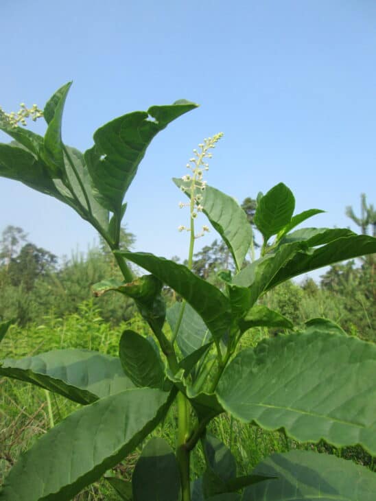 American Pokeweed - Phytolacca americana