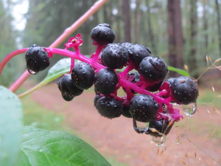 American Pokeweed - Phytolacca americana