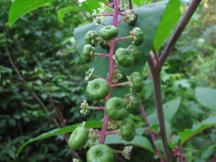 American Pokeweed - Phytolacca americana