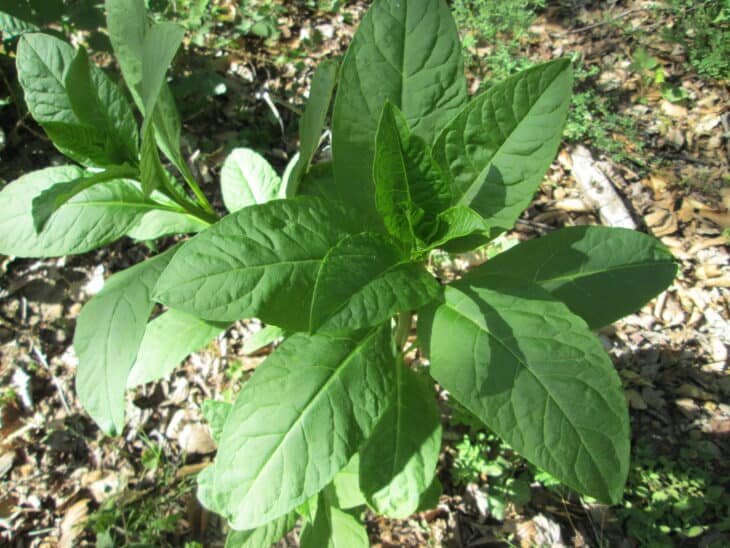 American Pokeweed - Phytolacca americana