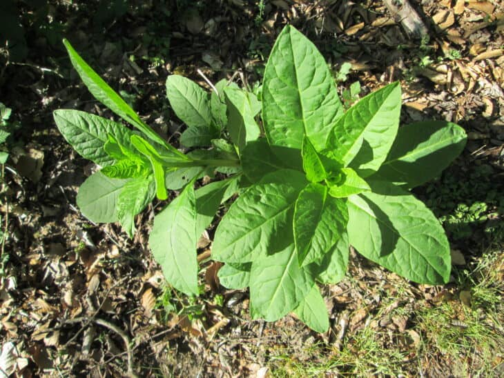 American Pokeweed - Phytolacca americana