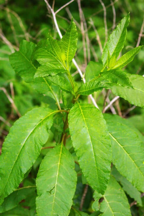 American Pokeweed - Phytolacca americana