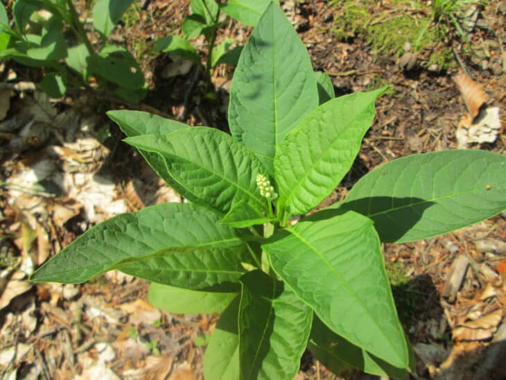 American Pokeweed - Phytolacca americana