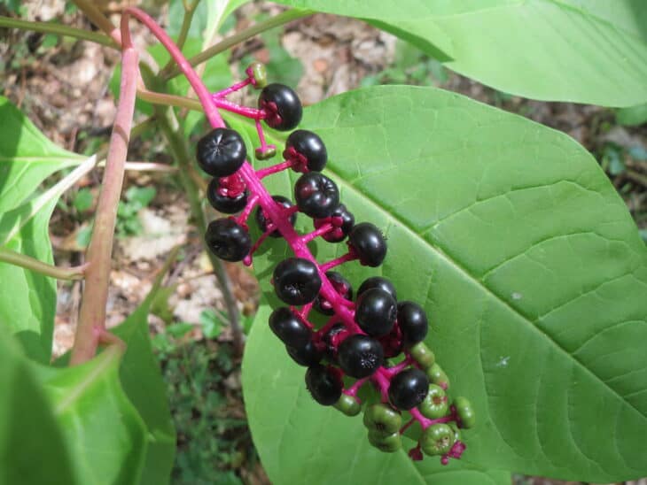 American Pokeweed - Phytolacca americana