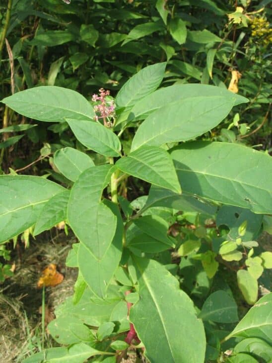 American Pokeweed - Phytolacca americana