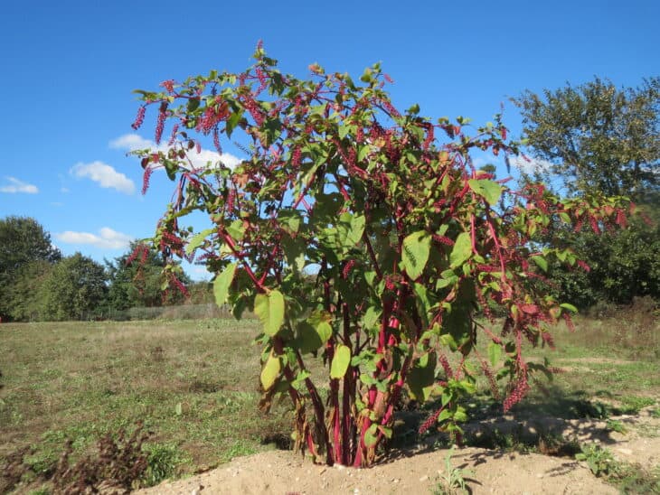 American Pokeweed - Phytolacca americana