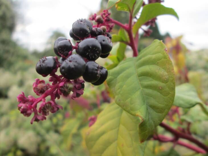 American Pokeweed - Phytolacca americana
