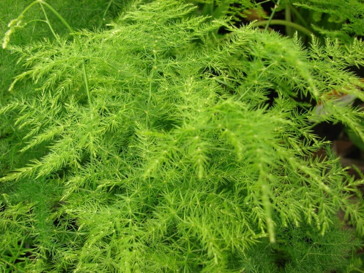 Asparagus Fern - Asparagus setaceus (syn. A. plumosus)