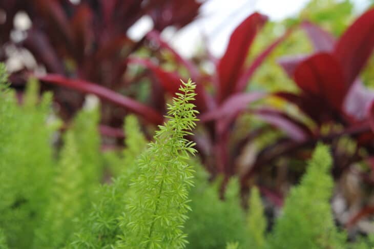 Asparagus Fern - Asparagus setaceus (syn. A. plumosus)