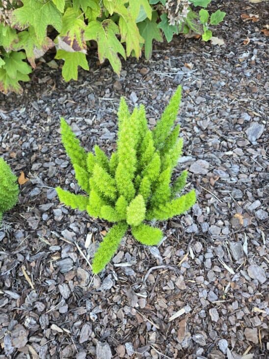 Asparagus Fern - Asparagus setaceus (syn. A. plumosus)