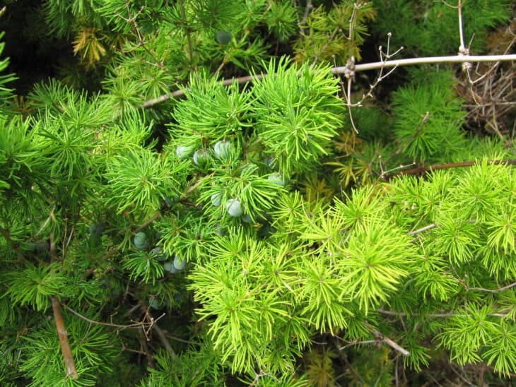 Asparagus Fern - Asparagus setaceus (syn. A. plumosus)