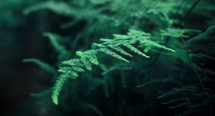 Asparagus Fern - Asparagus setaceus (syn. A. plumosus)