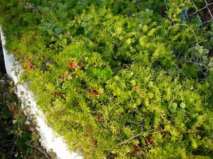Asparagus Fern - Asparagus setaceus (syn. A. plumosus)