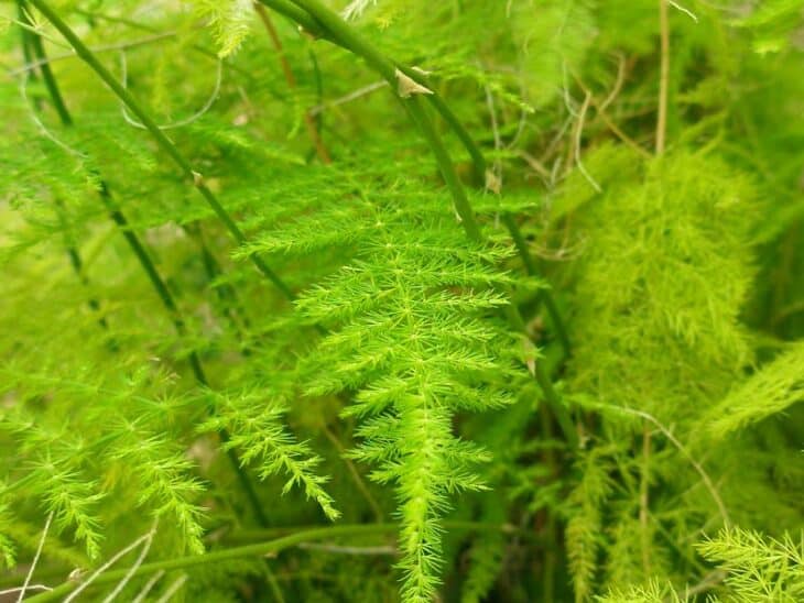 Asparagus Fern - Asparagus setaceus (syn. A. plumosus)