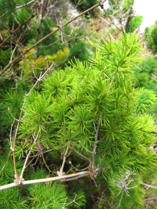 Asparagus Fern - Asparagus setaceus (syn. A. plumosus)