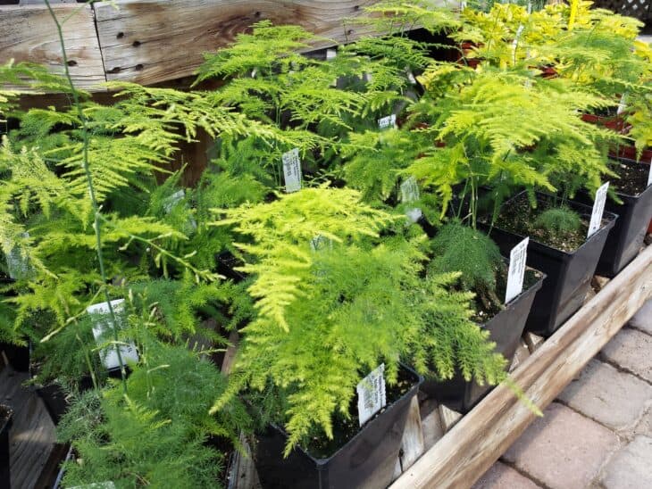 Asparagus Fern - Asparagus setaceus (syn. A. plumosus)
