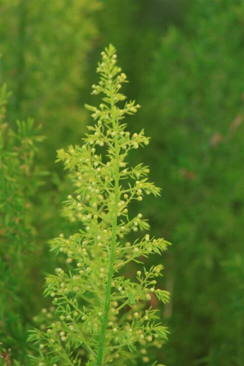 Asparagus Fern - Asparagus setaceus (syn. A. plumosus)