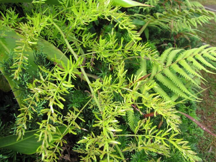 Asparagus Fern - Asparagus setaceus (syn. A. plumosus)