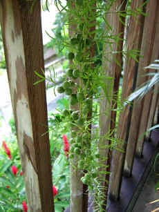 Asparagus Fern - Asparagus setaceus (syn. A. plumosus)