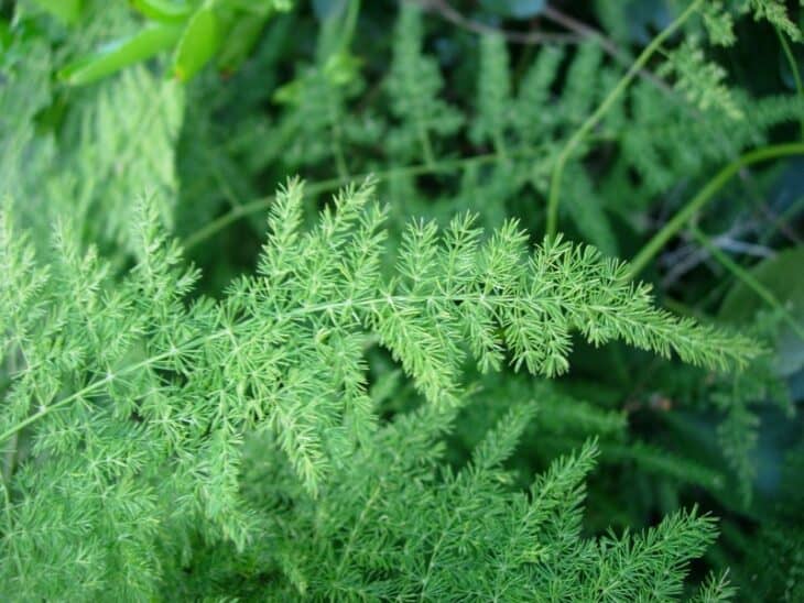 Asparagus Fern - Asparagus setaceus (syn. A. plumosus)