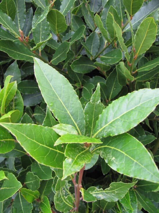 Bay Tree - Laurus nobilis