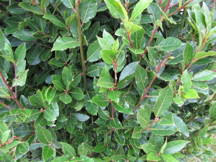 Bay Tree - Laurus nobilis