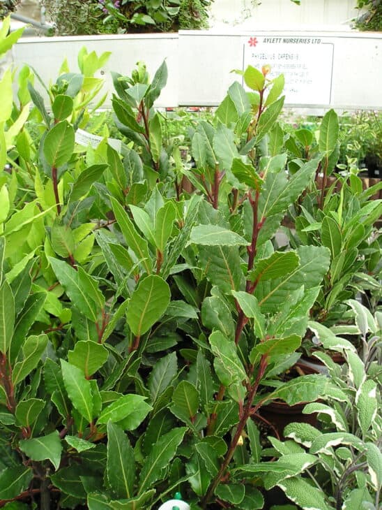 Bay Tree - Laurus nobilis