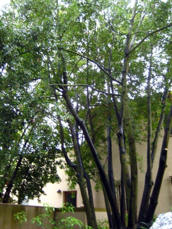 Bay Tree - Laurus nobilis