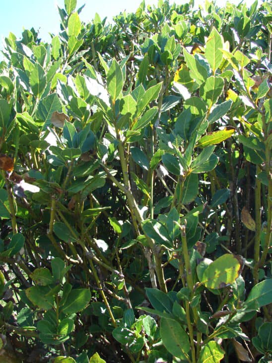 Bay Tree - Laurus nobilis