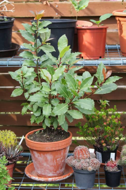 Bay Tree - Laurus nobilis