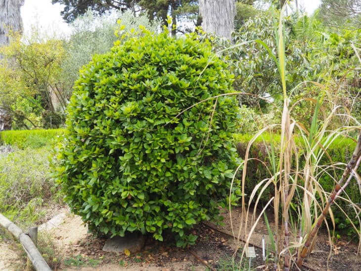 Bay Tree - Laurus nobilis