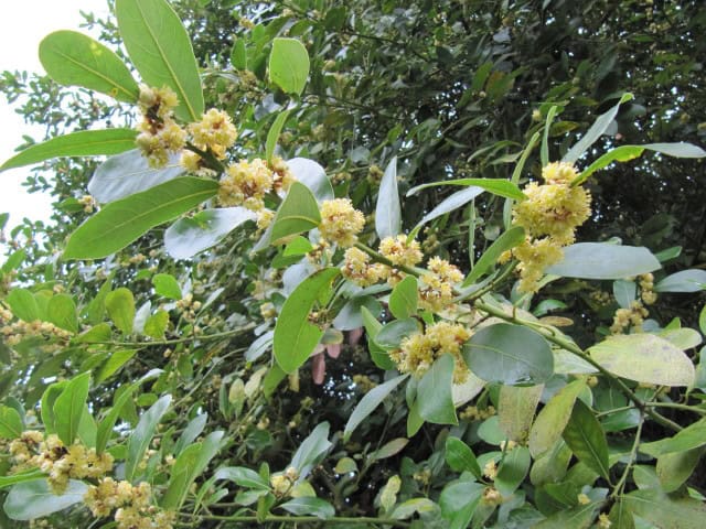 Bay Tree - Laurus nobilis