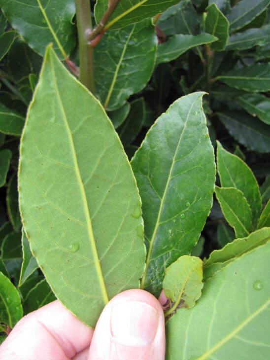 Bay Tree - Laurus nobilis