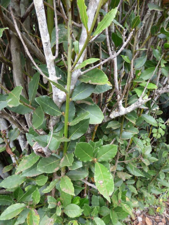 Bay Tree - Laurus nobilis