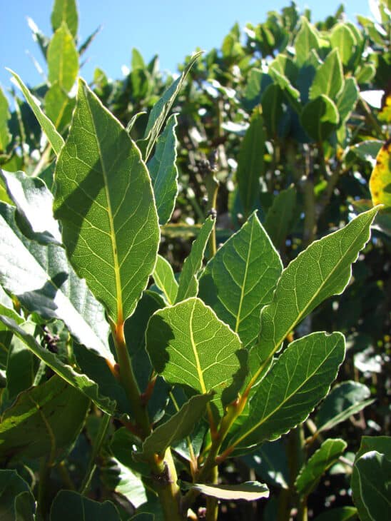 Bay Tree - Laurus nobilis