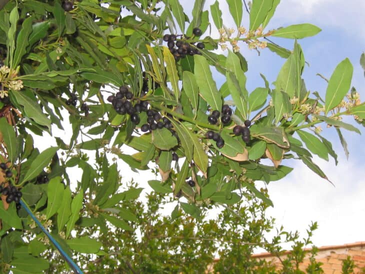 Bay Tree - Laurus nobilis