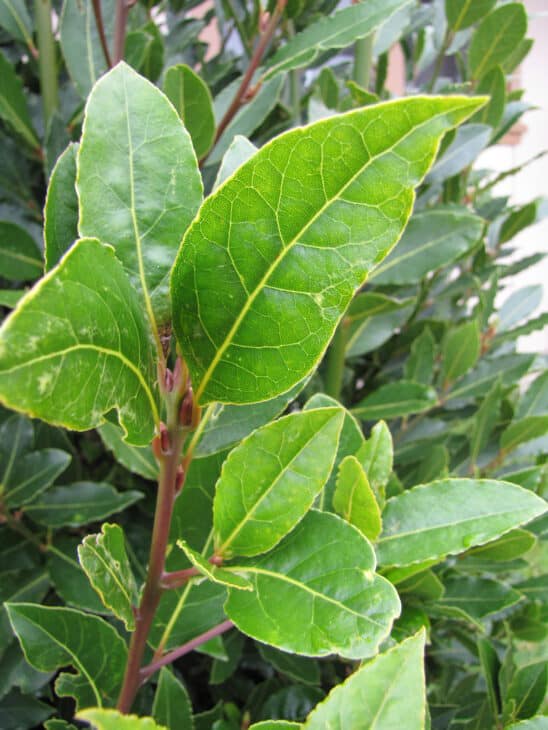 Bay Tree - Laurus nobilis