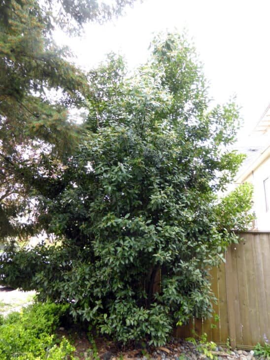 Bay Tree - Laurus nobilis