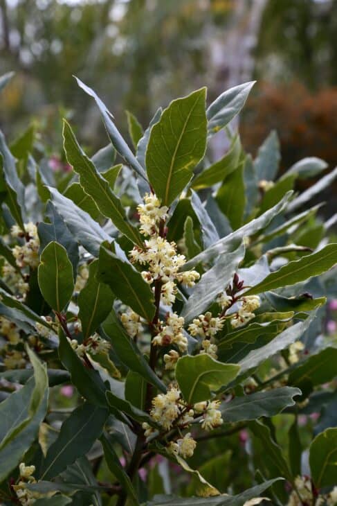 Bay Tree - Laurus nobilis