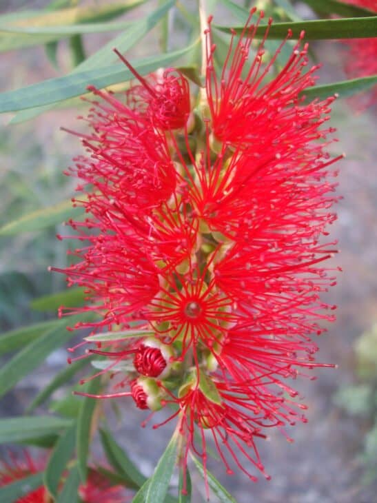 Bottlebrush - Callistemon spp.