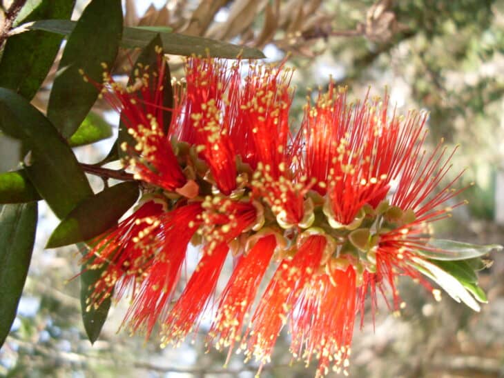 Bottlebrush - Callistemon spp.