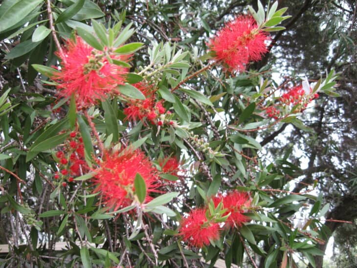 Bottlebrush - Callistemon spp.