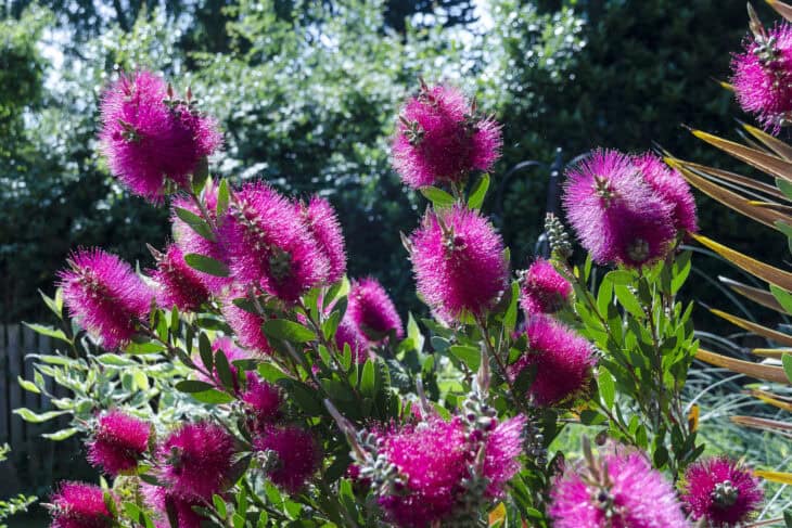 Bottlebrush - Callistemon spp.