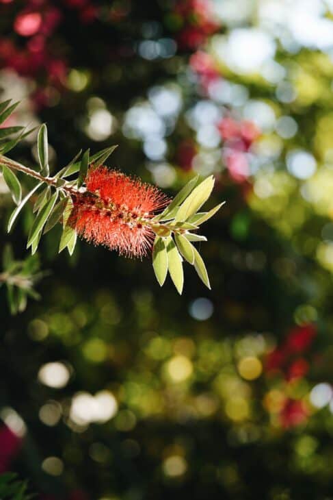 Bottlebrush - Callistemon spp.