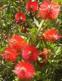 Bottlebrush - Callistemon spp.