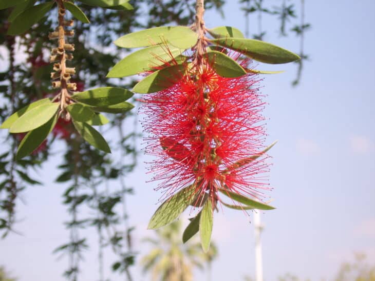 Bottlebrush - Callistemon spp.