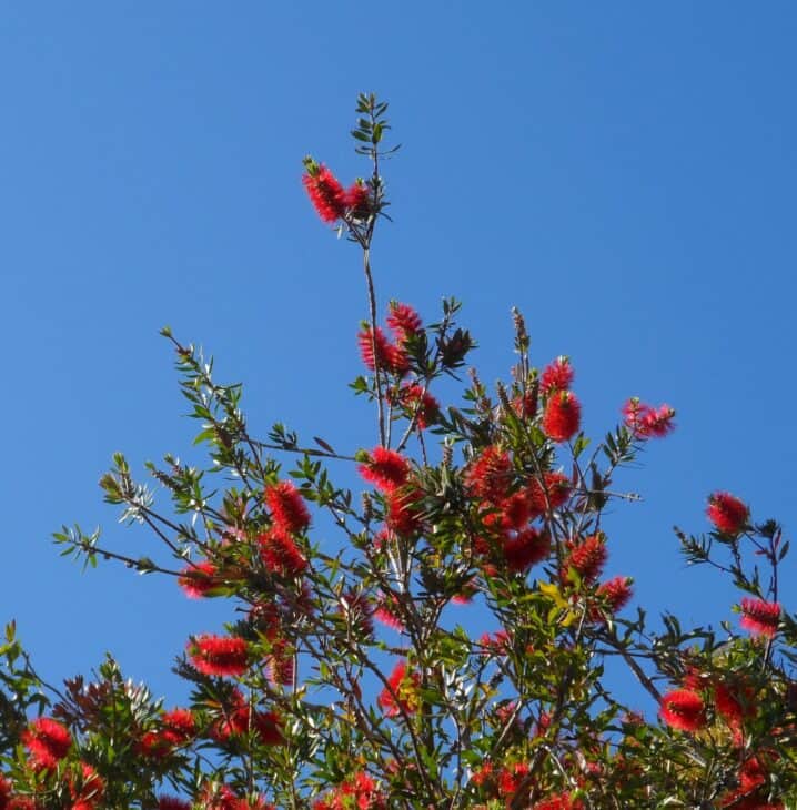 Bottlebrush - Callistemon spp.